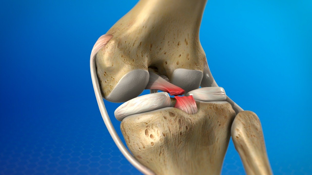 Posterior Cruciate Ligament